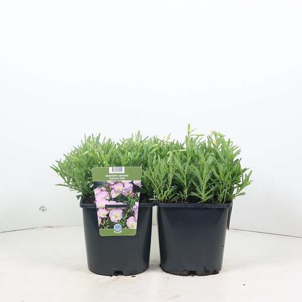 Picture of OENOTHERA SISKIYOU PINK