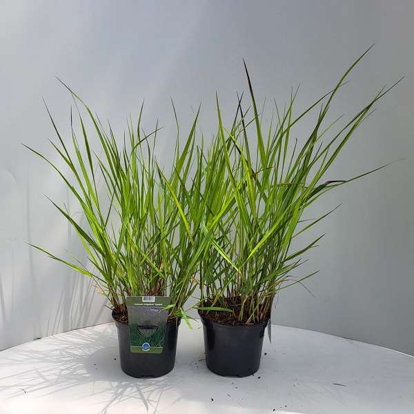 Picture of PANICUM VIRGATUM SQUAW