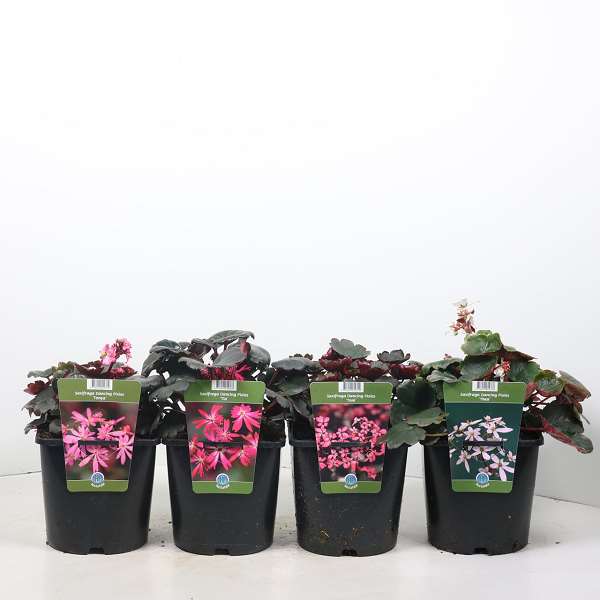 Picture of SAXIFRAGA DANCING PIXIES MIX