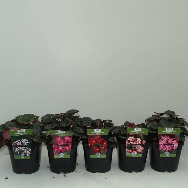 Picture of SAXIFRAGA DANCING PIXIES MIX