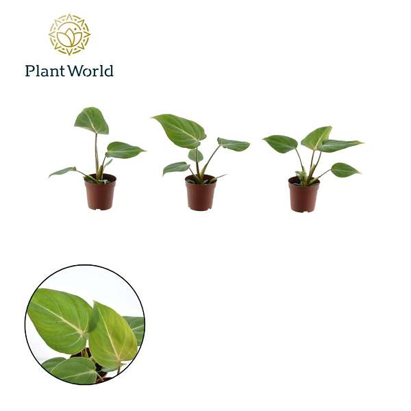 Picture of PHILODENDRON GLORISSUM