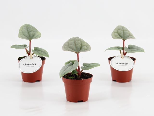 Picture of Anthurium luxurians