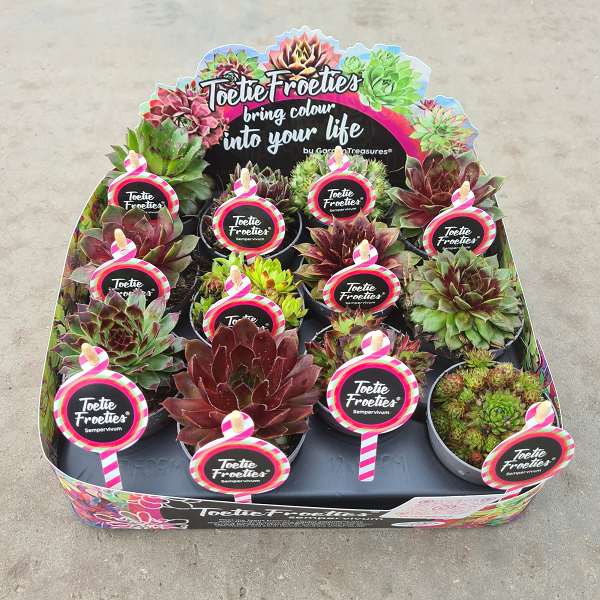 Picture of SEMPERVIVUM TOETIE FROETIES MIX