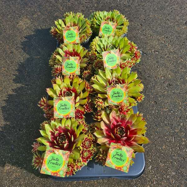 Picture of SEMPERVIVUM MOJITO TOETIE FROETIES BOWL