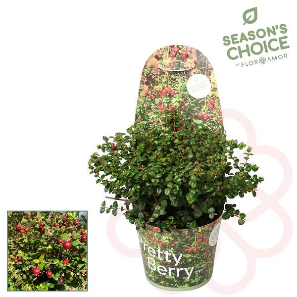 Picture of UGNI MOLINAE PRETTY BERRY COVERPOT