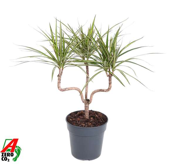 Picture of DRACAENA MARGINATA SUNRAY CHANDLER