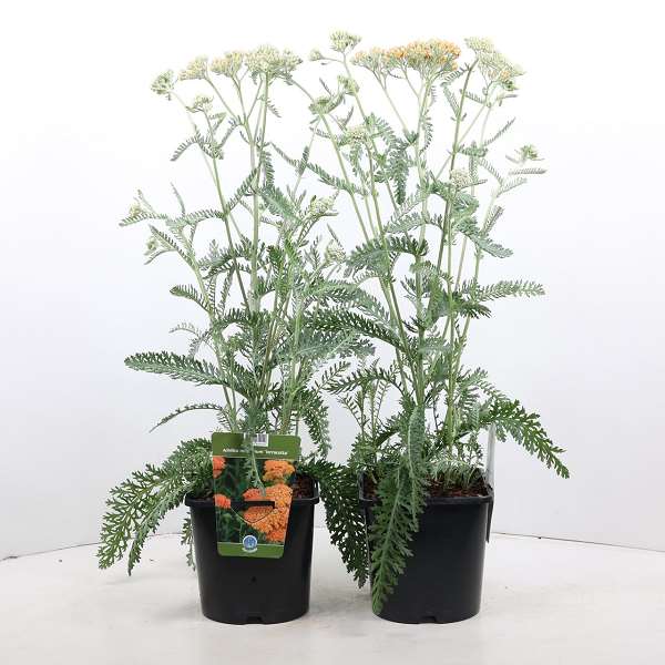 Picture of ACHILLEA TERRACOTTA