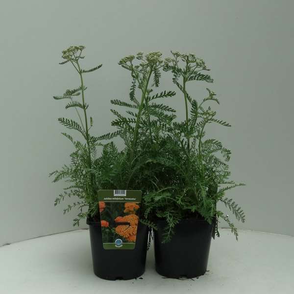 Picture of ACHILLEA TERRACOTTA