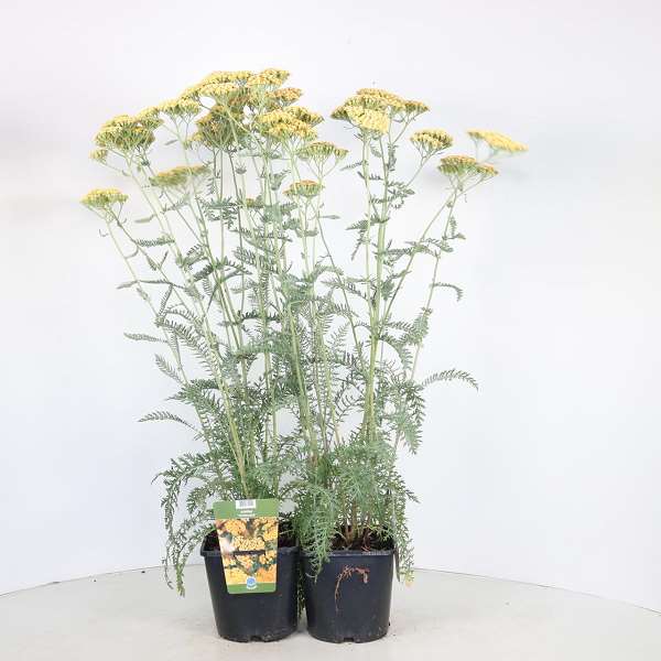 Picture of Achillea terracotta