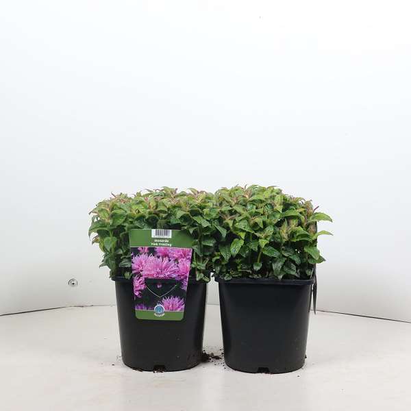 Picture of Monarda didyma pink frosting