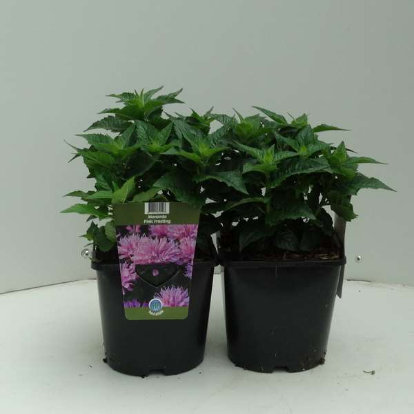 Picture of MONARDA DIDYMA PINK FROSTING