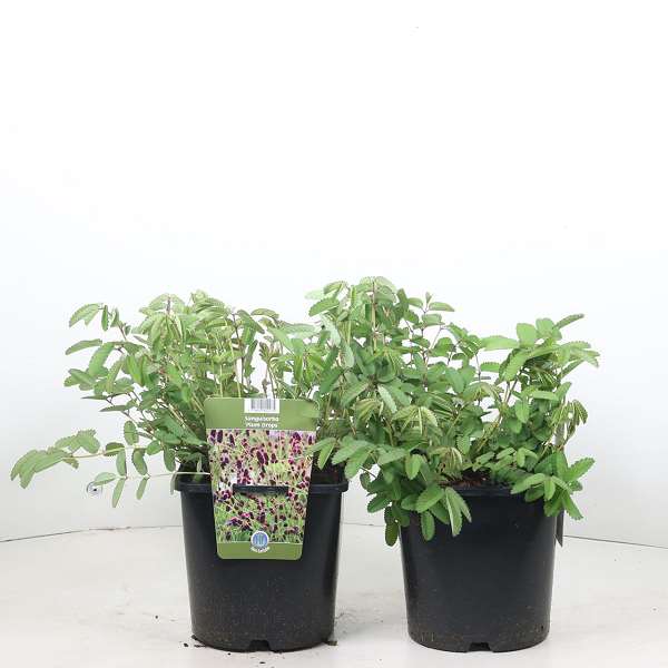 Picture of Sanguisorba plum drops
