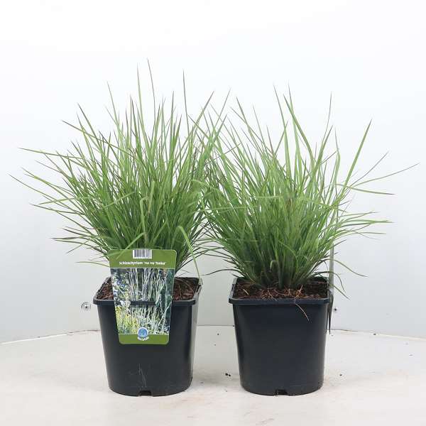Picture of SCHIZACHYRIUM SCOPARIUM HA HA TONKA