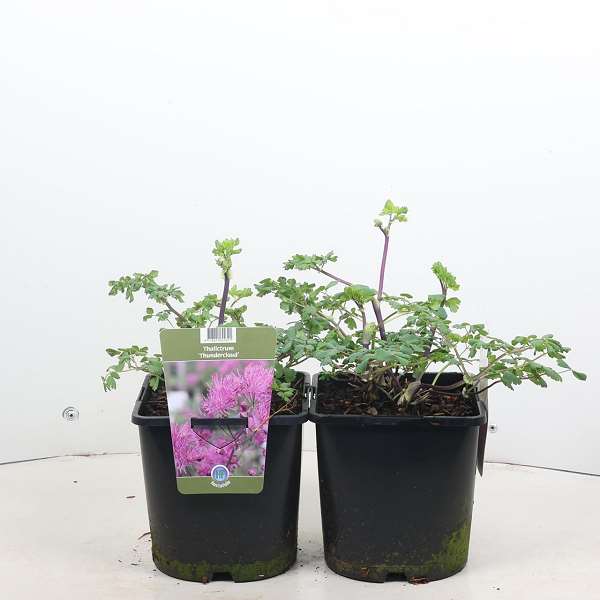 Picture of Thalictrum aquilegifolium thundercloud