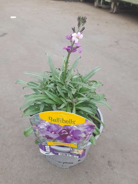 Picture of ERYSIMUM LINIFOLIUM BOWLES MAUVE