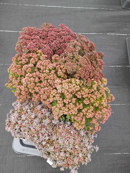 Picture of SEDUM SUNSPARKLER MIX