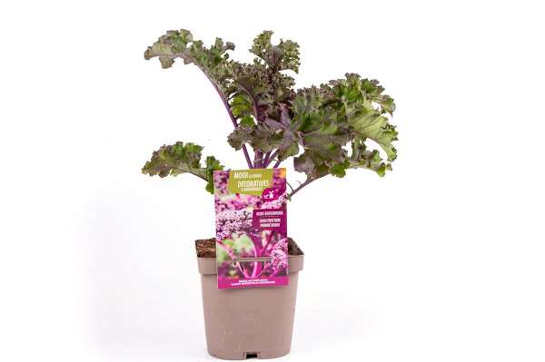 Picture of BRASSICA OLERACEA L.VAR. REDBOR F1