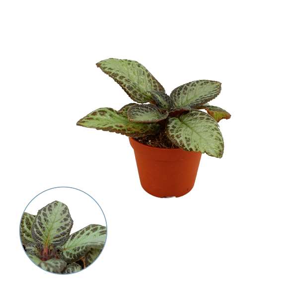 Picture of EPISCIA CUPREATA