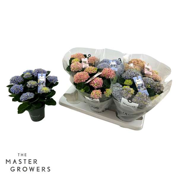 Picture of HYDRANGEA MAGICAL REVOLUTION MIX