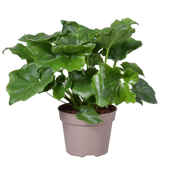 Picture of PHILODENDRON SELLOUM