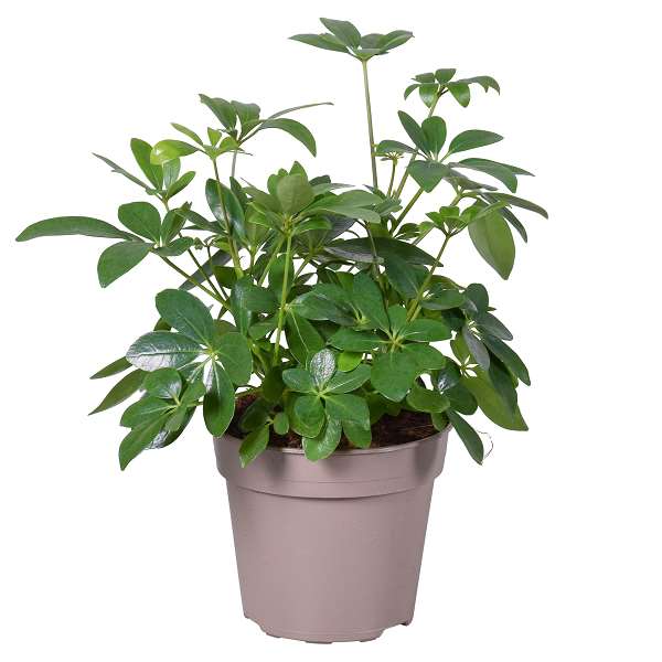 Picture of SCHEFFLERA ARBORICOLA