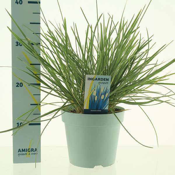 Picture of SESLERIA NITIDA