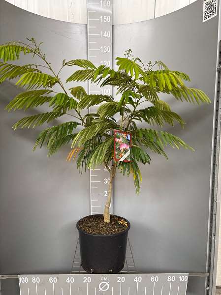 Picture of Albizia julibrissin ombrella