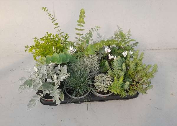 Picture of Silverland mix