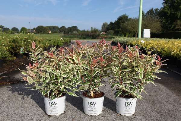 Picture of DIERVILLA KODIAK MIX