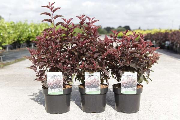 Picture of PHYSOCARPUS OPULIFOLIUS LITTLE ANGEL
