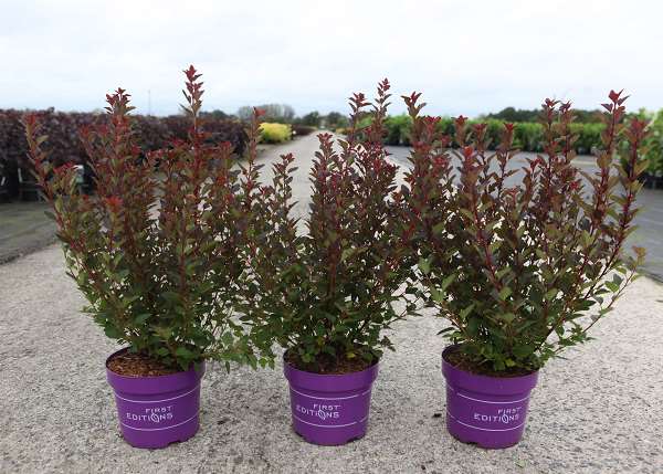 Picture of Physocarpus opulif  spicy devil