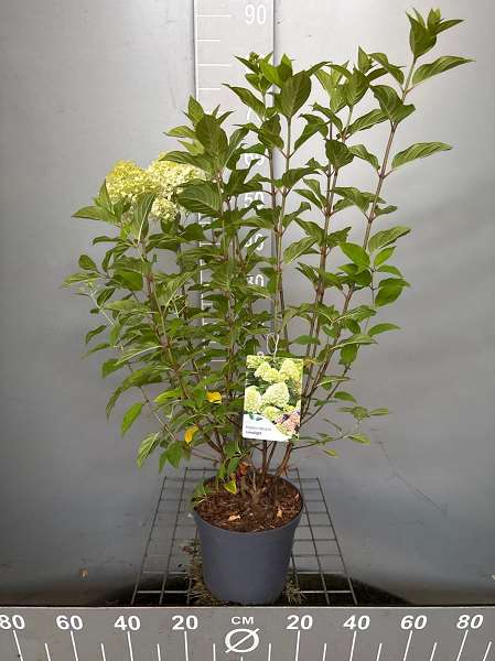 Picture of Hydrangea pan  limelight