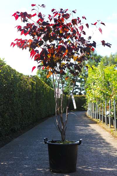 Picture of CERCIS CANADENSIS FOREST PANSY