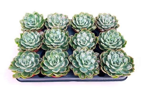 Picture of ECHEVERIA RAINDROP