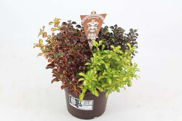 Picture of COPROSMA RAU KARA RUNUNGA TRIO