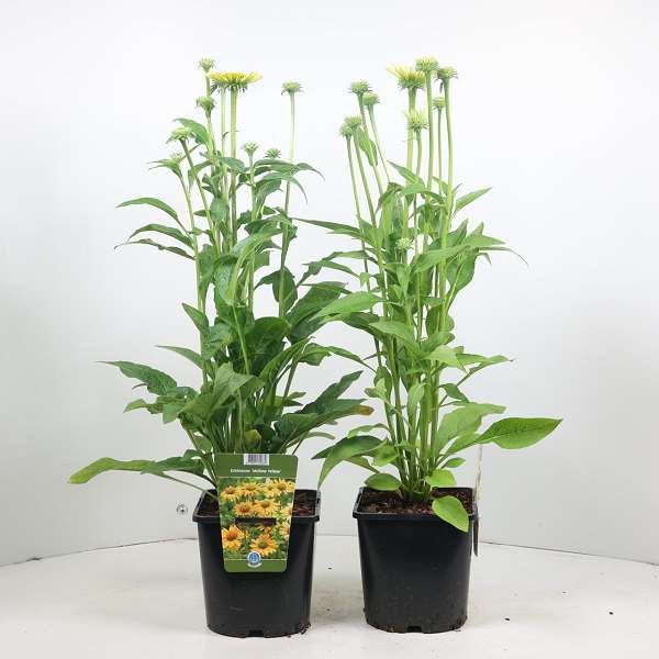 Picture of ECHINACEA PURPUREA MELLOW YELLOWS