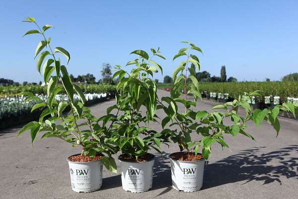 Picture of HEPTACODIUM MICONIOIDES TEMPLE OF BLOOM