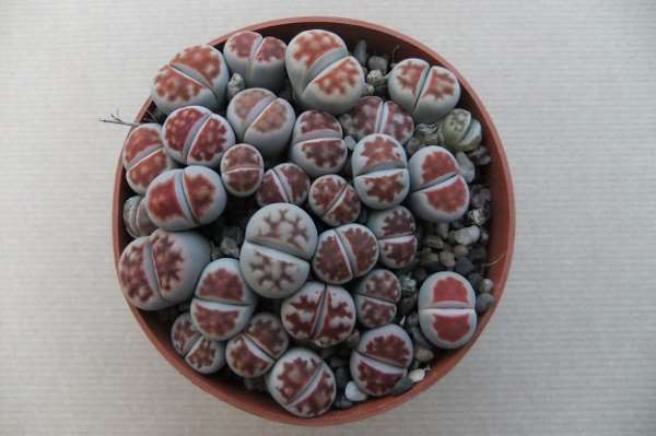 Picture of LITHOPS KARASMONTANA VAR. BICOLOR