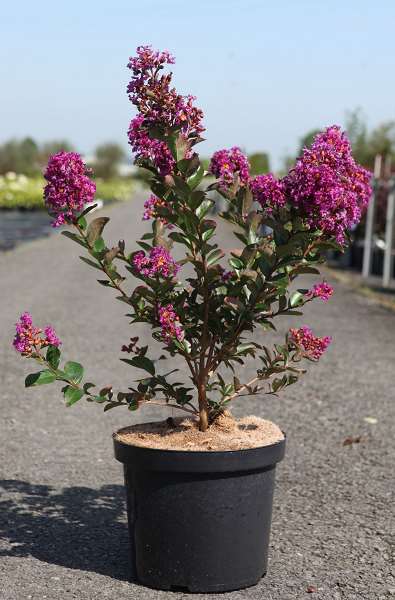 Picture of LAGERSTROEMIA INDICA PURPLE STAR