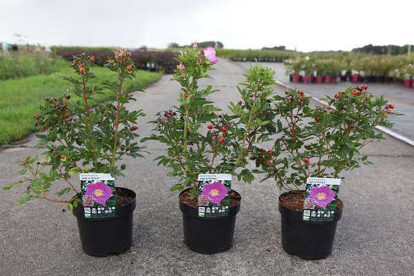 Picture of Rose RUGOSA JAM-A-LICIOUS