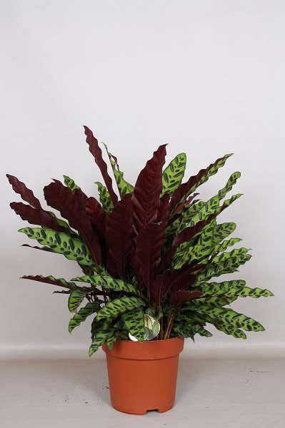 Picture of CALATHEA LANCIFOLIA INSIGNIS