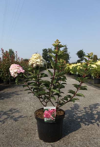 Picture of Hydrangea pan  framboisine