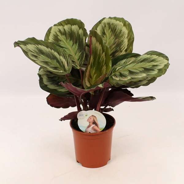 Picture of CALATHEA ROSEOPICTA MISTY