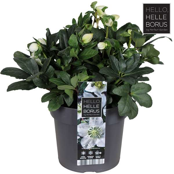 Picture of HELLEBORUS NIGER CHRISTMAS CAROL