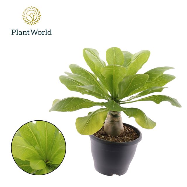 Picture of Brighamia insignis hawaiian palm