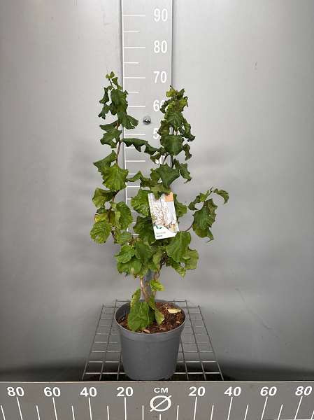 Picture of Corylus avellana medusa