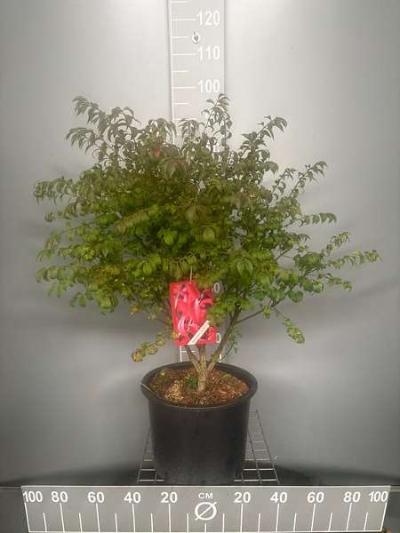 Picture of EUONYMUS ALATUS COMPACTUS