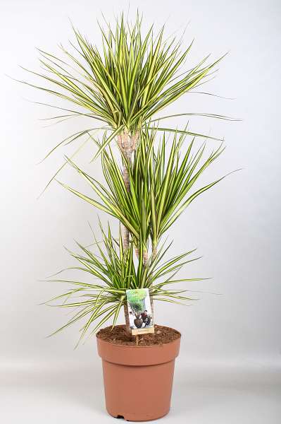 Picture of DRACAENA MARGINATA SUNRAY 060+/030+/015+