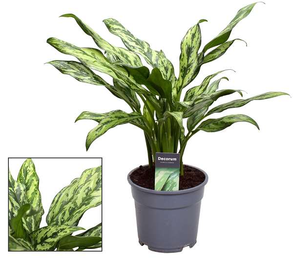 Picture of AGLAONEMA JULIETTE