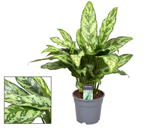 Picture of AGLAONEMA ROMEO